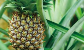 デルタインターナショナル