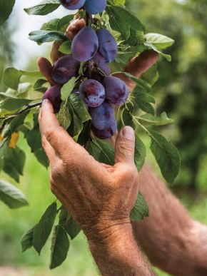 デルタインターナショナル