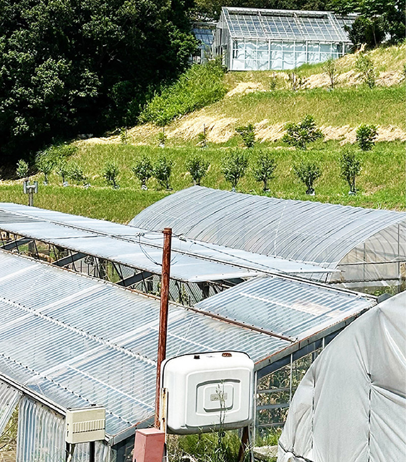 大学の農場からの声　イメージ写真