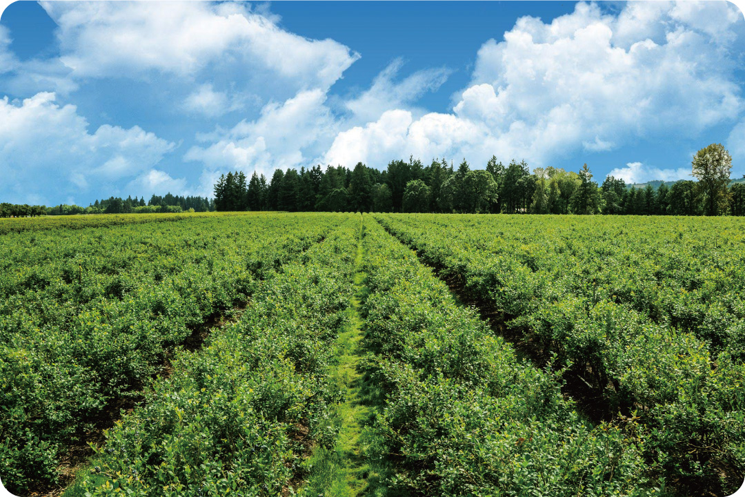 原料のこだわり