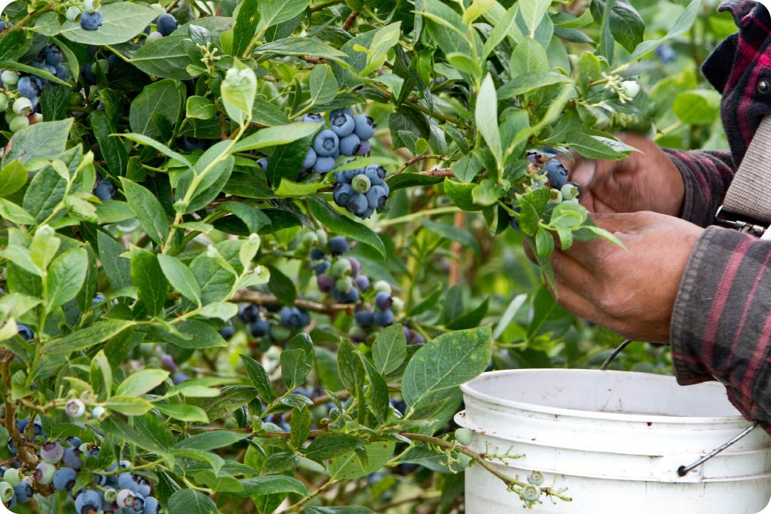 製法のこだわり