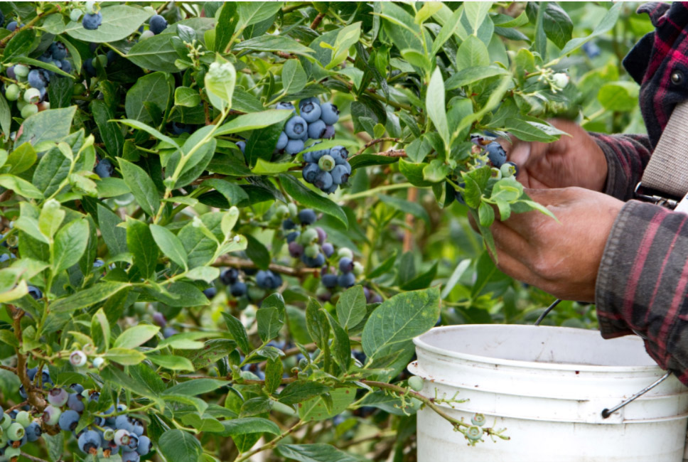 「オレゴン州の生ブルーベリー」とは?